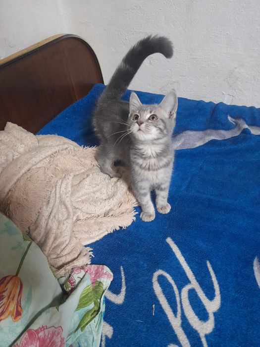 Отдам очень ласковую нежную девочку