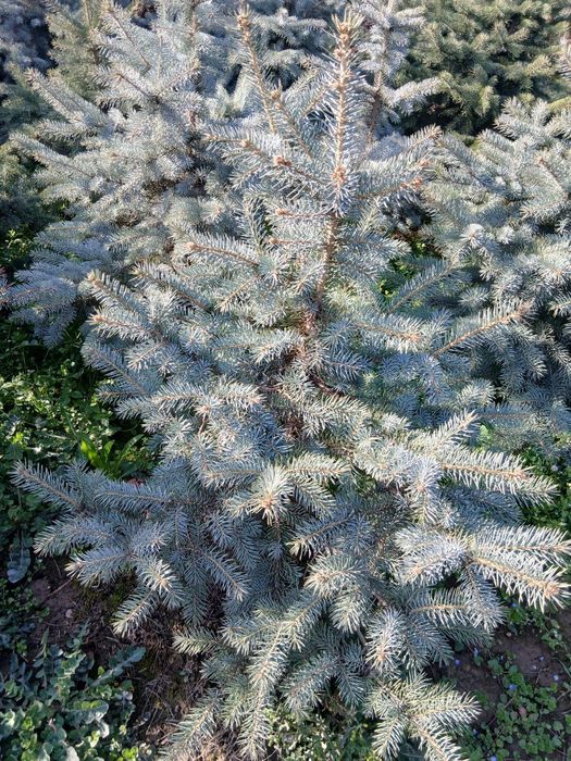 Арча сотилади (голубой ель)