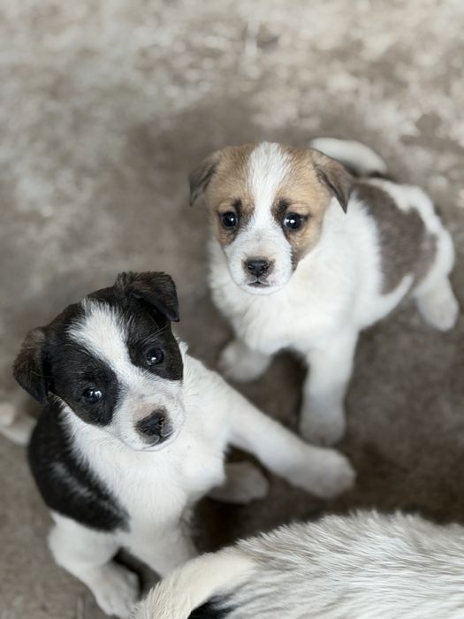 Отдаю щенят в добрые руки бесплатно.