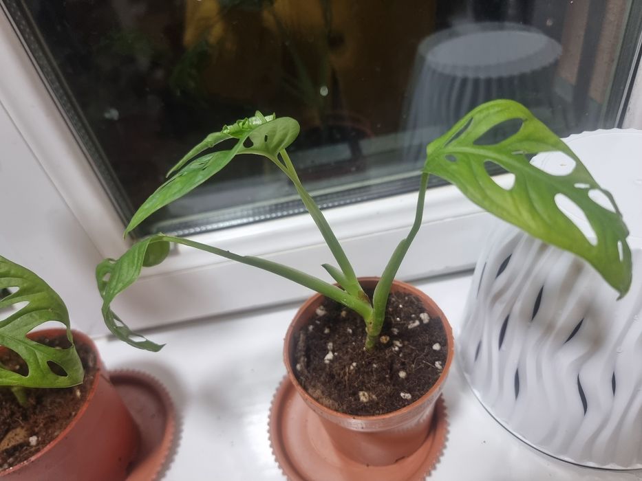 Монстeра Mashka тарелкаси билан Arzon narxda Хона гуллари Комнатных цв