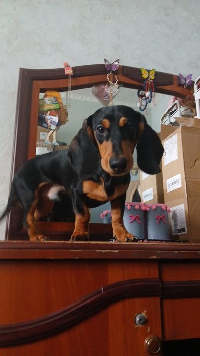 Таксы 1.5 годовалые