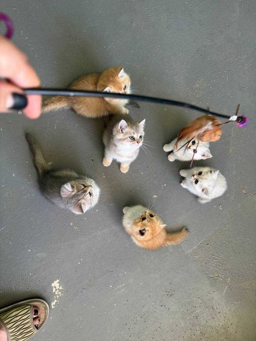 Продается котята