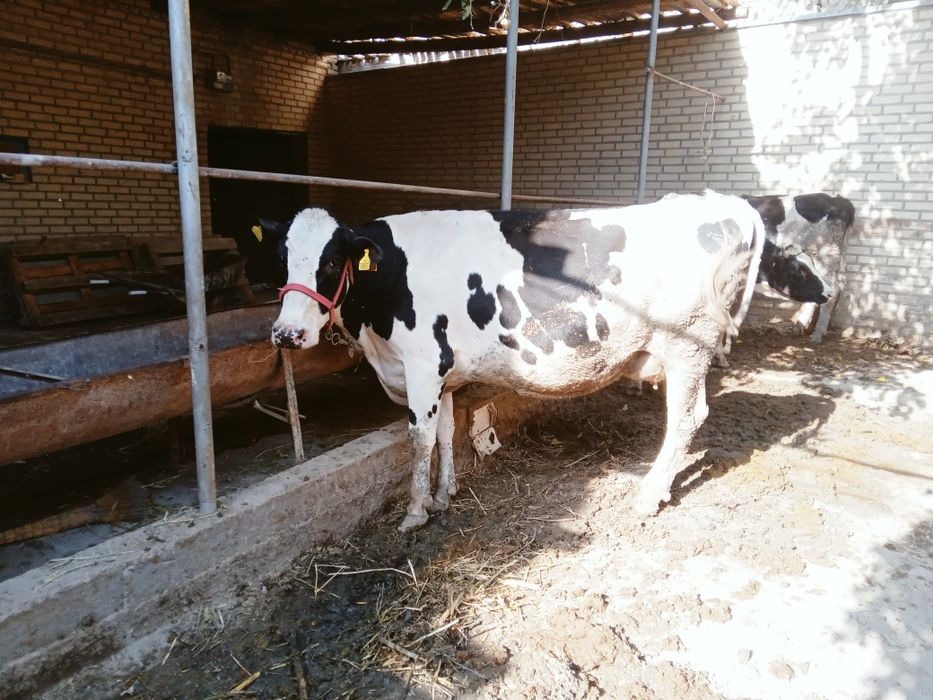 Гол.штейн зотли моллар