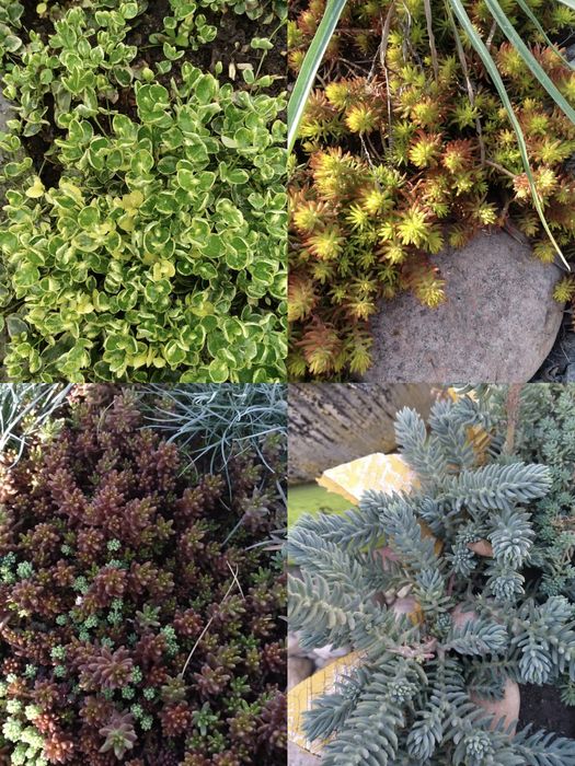 Продам почвопокровники