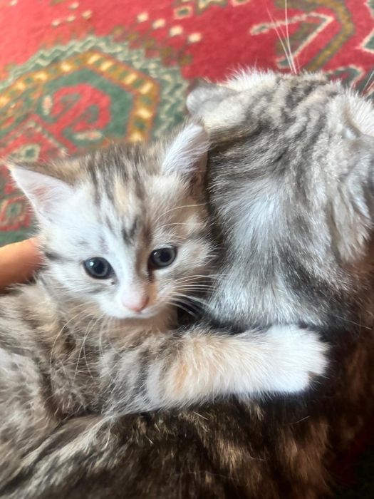 Котята шотландский породы.