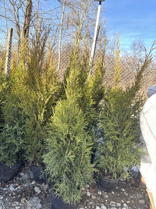 Tuia Smaragd la ghiveci