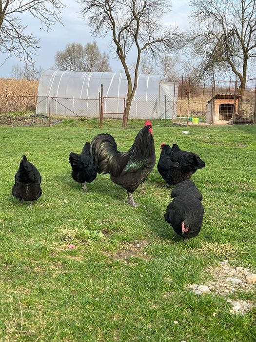 Vând ouă pentru incubat rasa Australorp