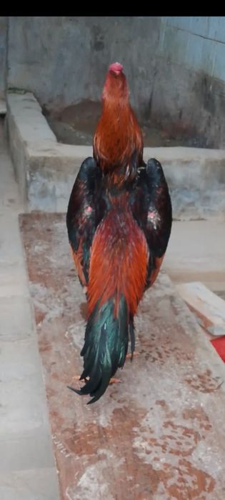 Horoz Kareya shamo sotiladi