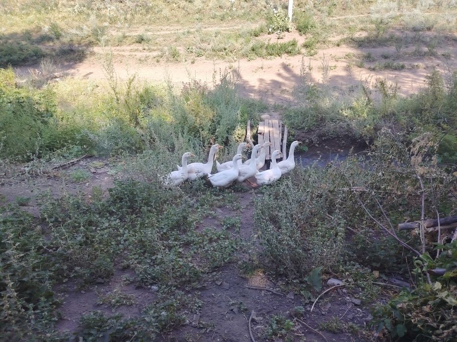 Продам 8 гусей срочно