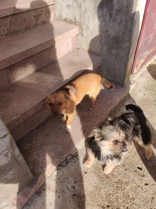 Donez 3 cățelușe – cipate, vaccinate, foarte jucăușe