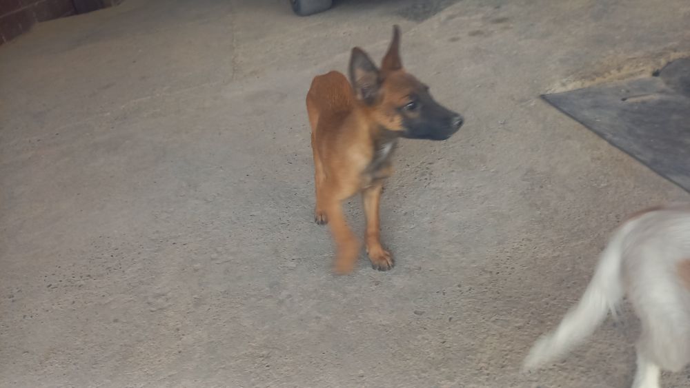 Бельгийский овчарка малиноа