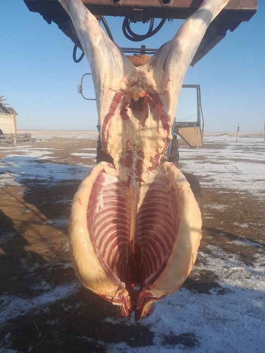 Жылқы  жылқы жылқы