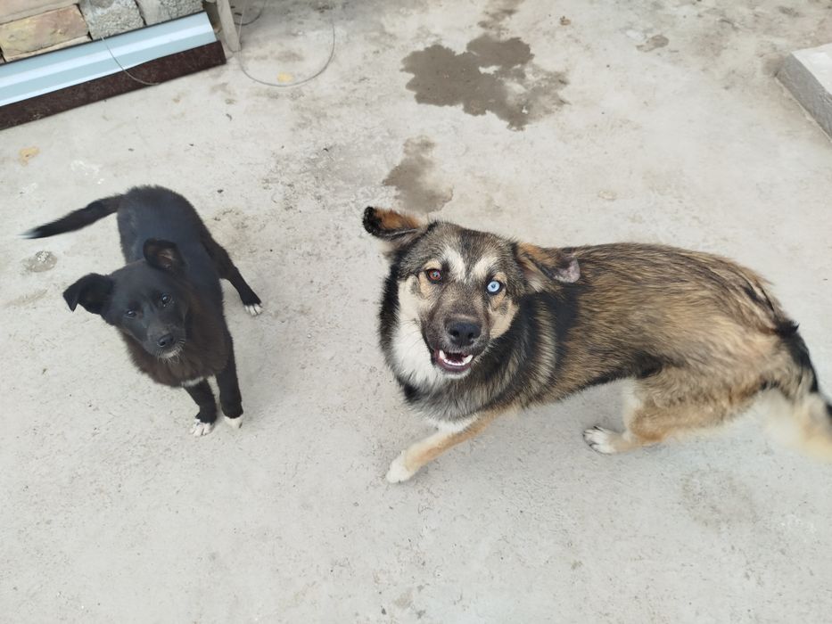 Пристраивается собака.