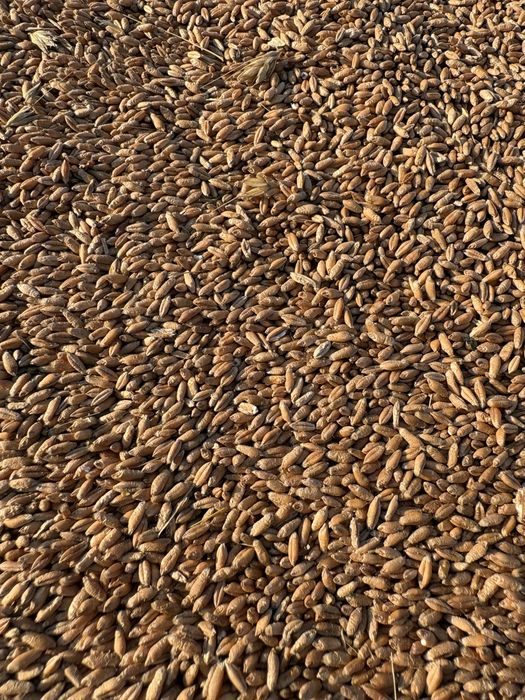Vand triticale 2026