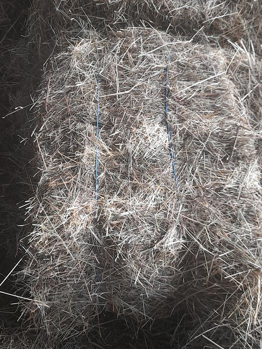 Vând fan  baloti dreptunghiulari