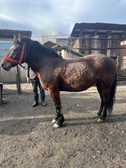 Iapa de vanzare 7 ani