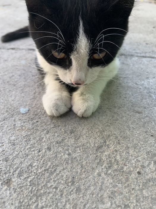 Отдам кота и котенка девочку
