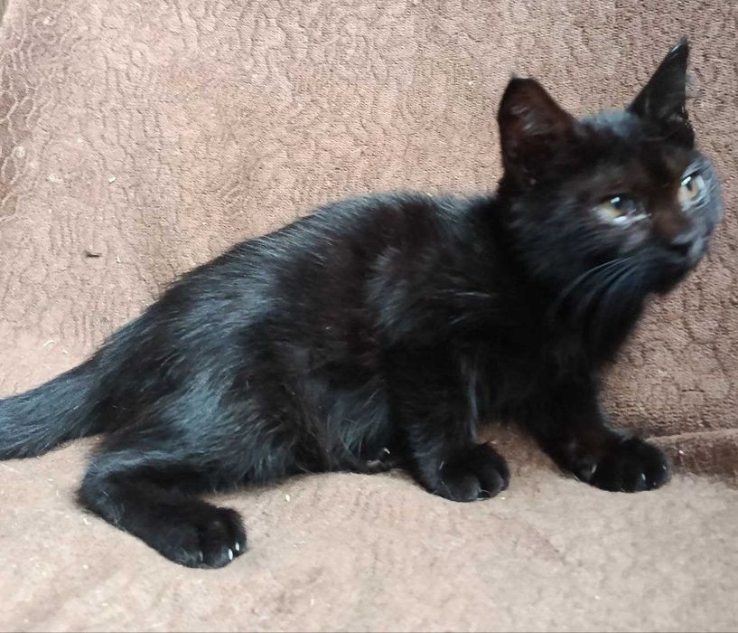 Взрослые котята в добрые руки. Смотрите фото