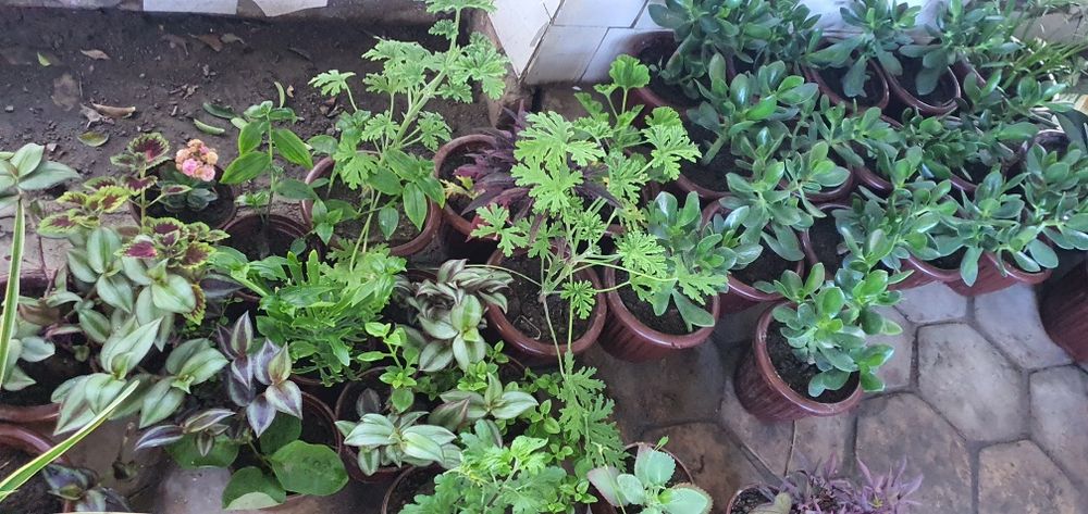 100 dan ortiq gular optim narxlarda   narxlari 15.000dan 60.000 gacha