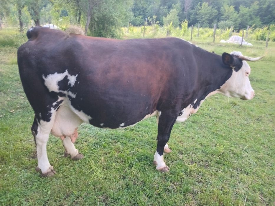 Vaca gestanta in 8 luni balțata romaneasca