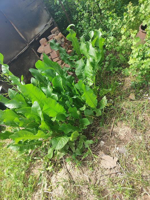 Продам дачу участок 12 сот