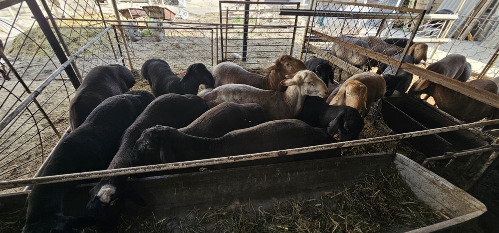 Кучкорлар Сотилади