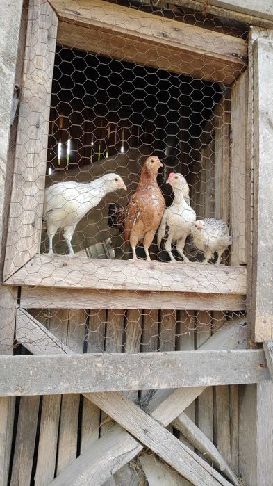 Găinușe și cocoșei pitici