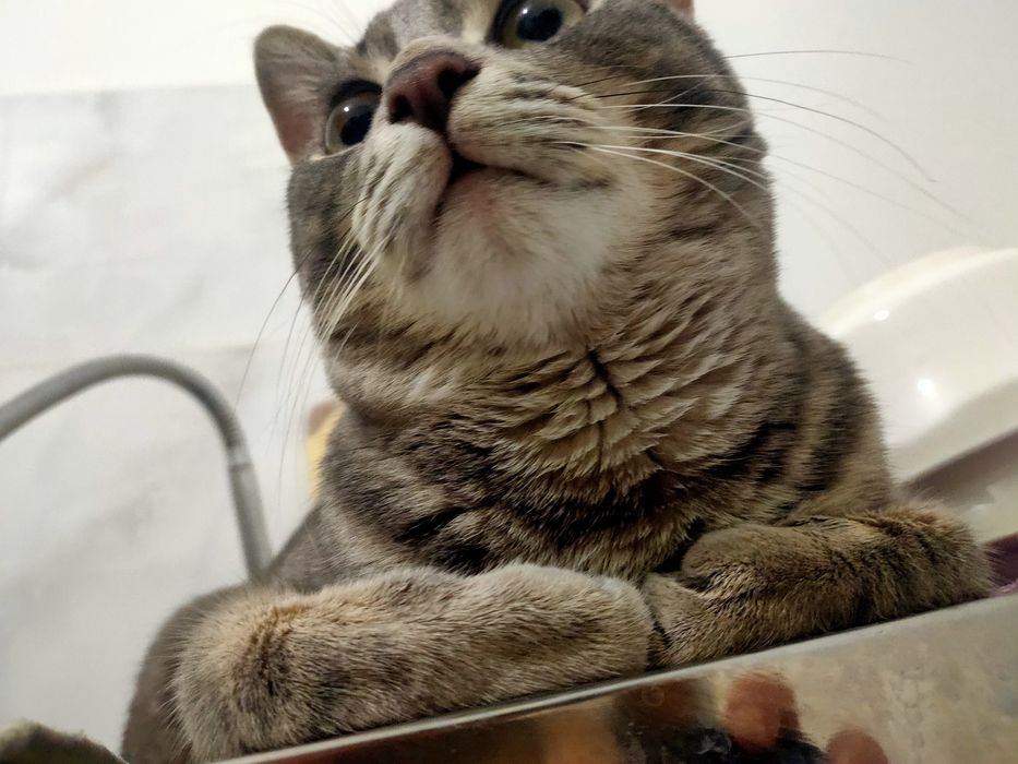 Отдам кота в добрые руки