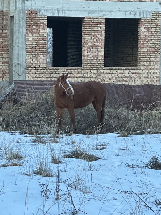 Буаз бие сатылад жуас