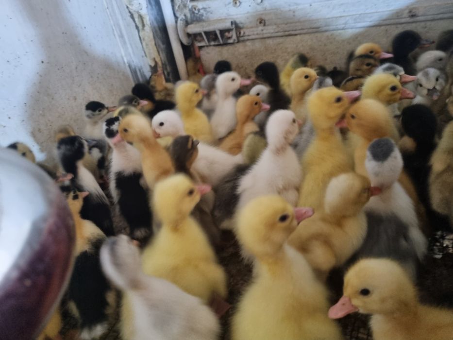 De vânzare boboci de gască &rață