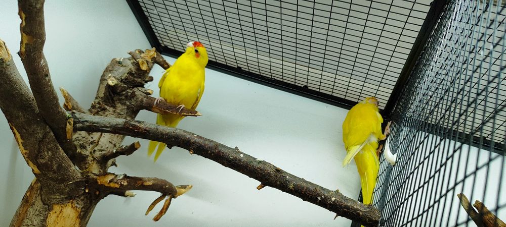 Папугай какарик.