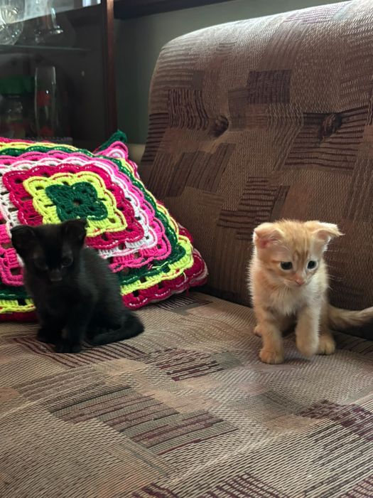Котята шотландские