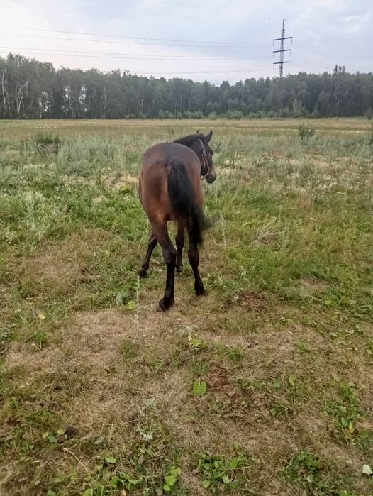 Продам кабылку все вопросы в лс