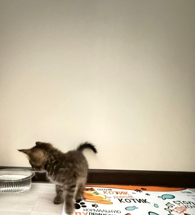 Котёнок мальчик в добрые руки
