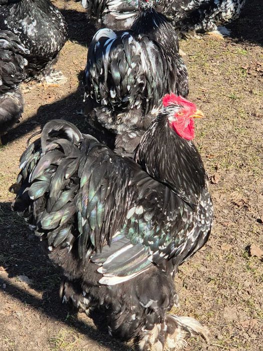 Cocosi cochinchina urias