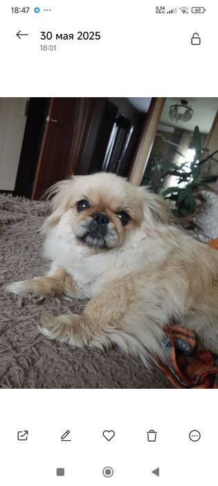 Пропала собака Пекинесс