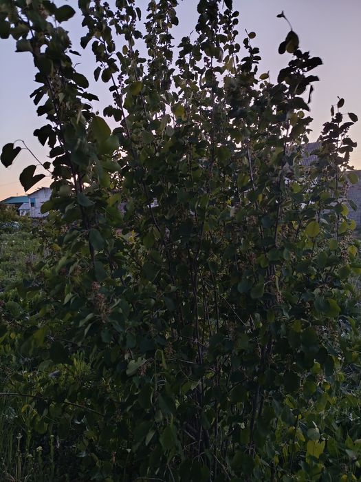 Продам саженцы кустовой ирги