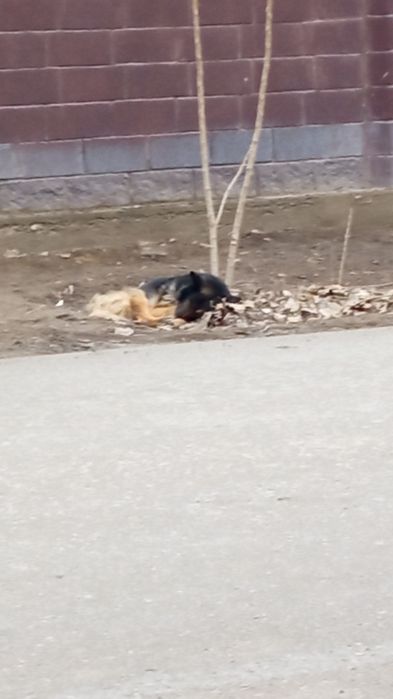 Собака немецкая овчарка может кто потерял