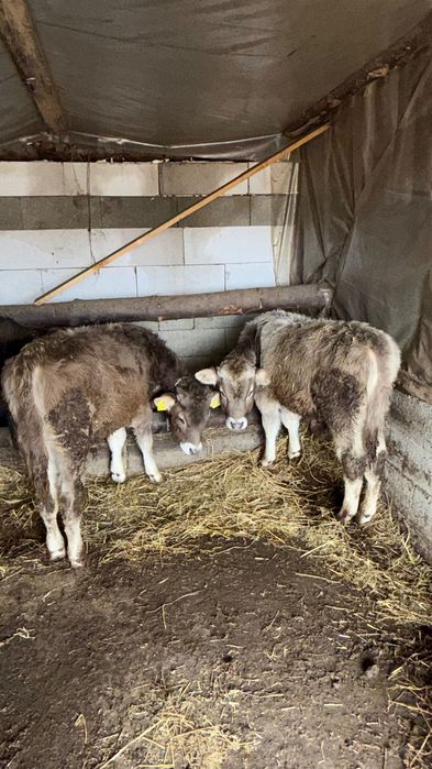 O vacă și 2 tăurași de vânzare