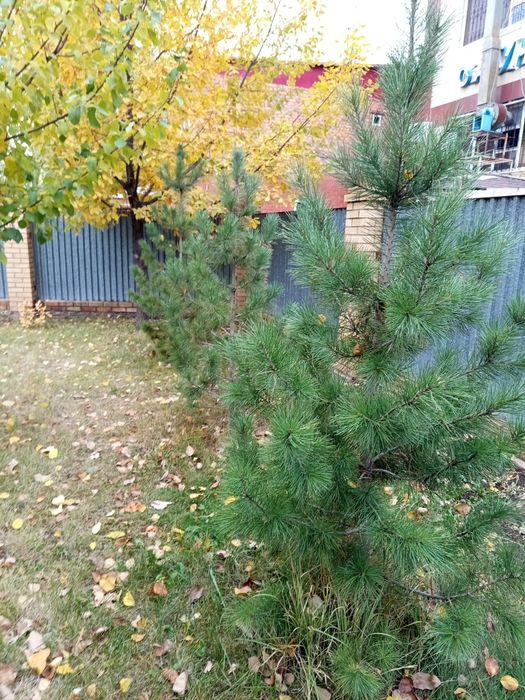 Саженцы кедра 12 лет