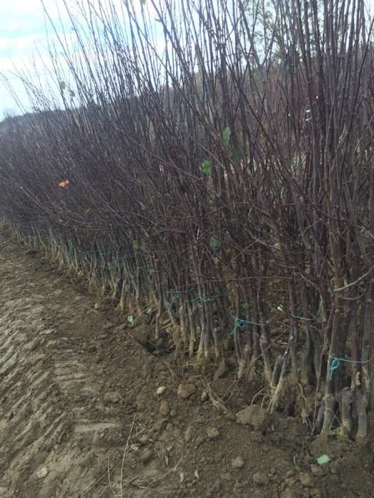 Pepiniera Rad pomi fructiferi si tuia Chiparos Leyland ( gard viu) Iaz