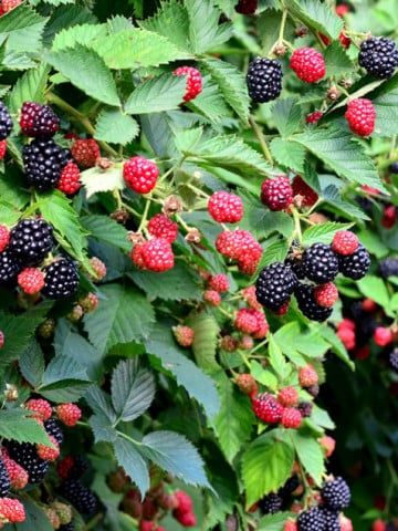 Butași de Mur de Vânzare