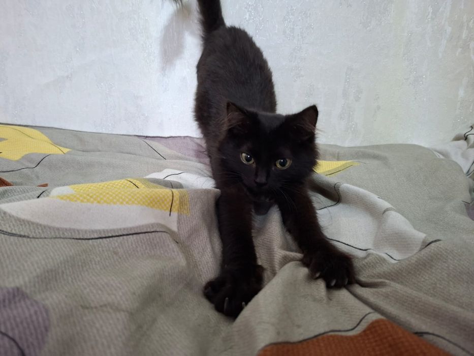 Котята ищят своего хозяина