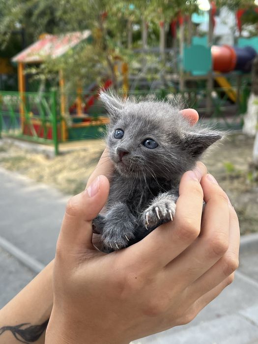 Серый котенок ШЫМКЕНТ