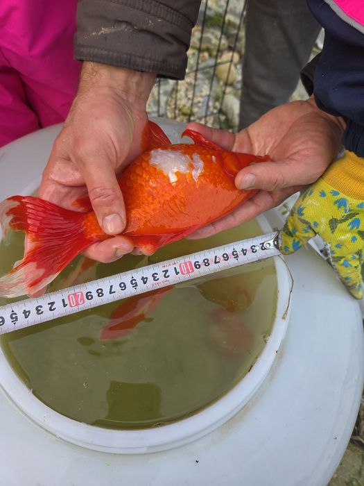 Продавам езерни златни рибки!!!