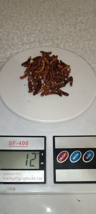 Продам кордицепс природный. 

Считается,