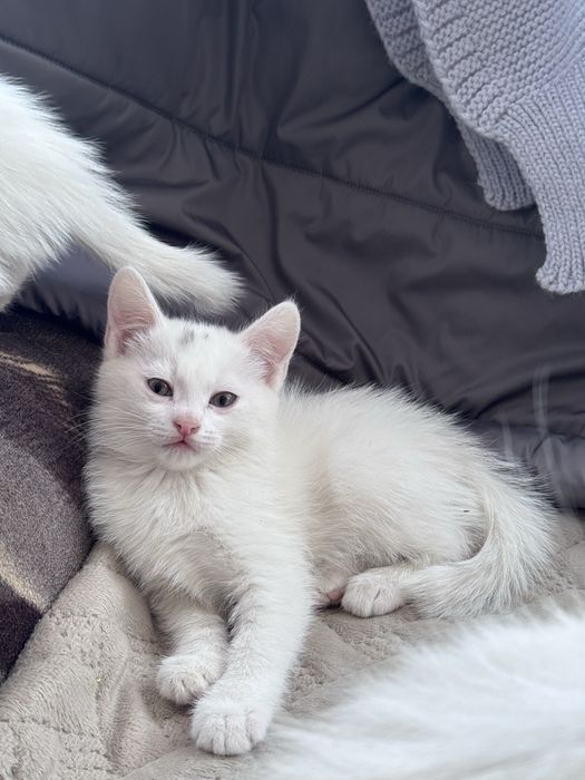 Отдам котят в добрый руки