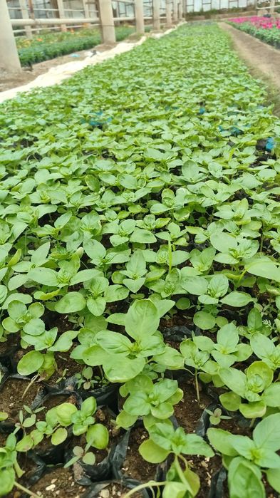 Rayxon Koʻchatlariga Zakaz Olamiz