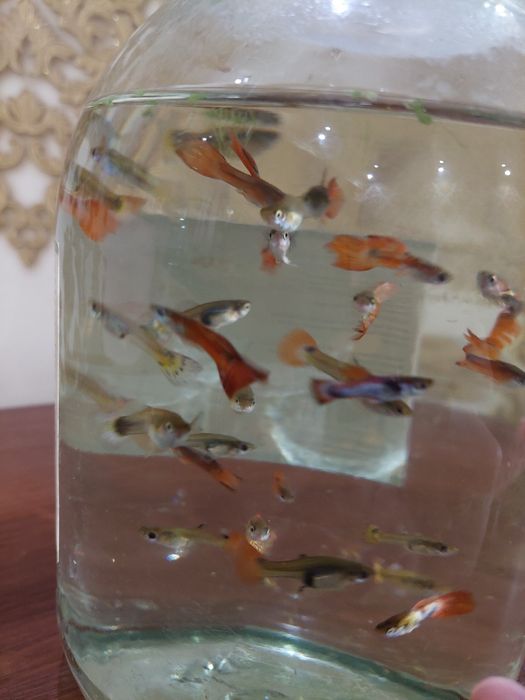 Аквариумные рыбки гуппи