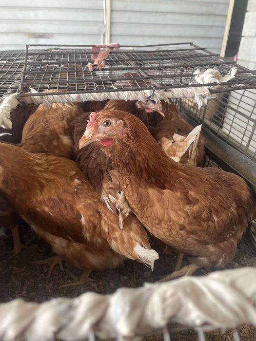 Куры Ломан Браун